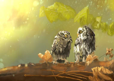 Owls in communication