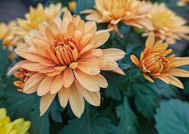 yellow dahlia in bloom