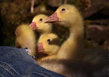 Chirpy Goslings