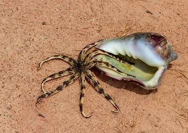 Starfish with conch shell
