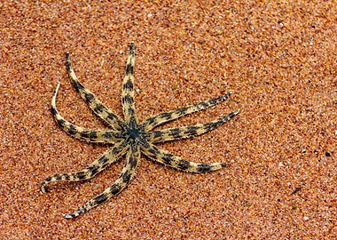 Star fish on a sandy beach
