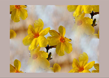 Spring colors in my garden
