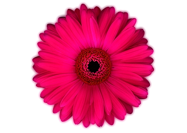 Pink Gerbera