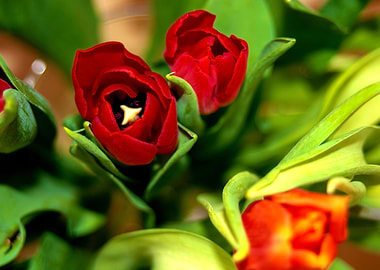 Red tulips