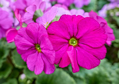 colorful primroses