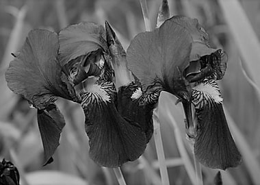 Iris Three Black and White
