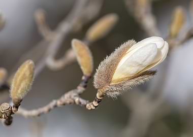 magnolia flower on tree
