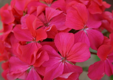 Pink Flowers