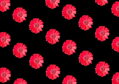 isolated red gerbera daisy