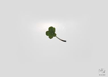 Fiveleaf clover