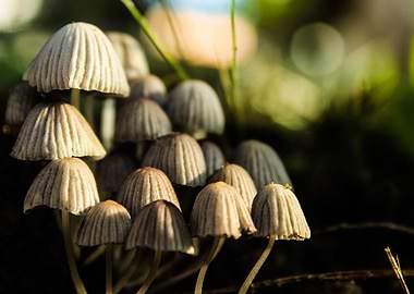 Little mushrooms