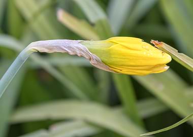 bud of daffodils bloom