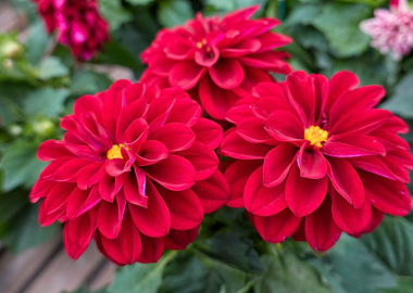 red dahlia in the garden