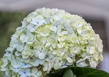 white hydrangea in bloom