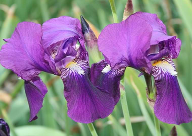 Irisis Four from my Garden