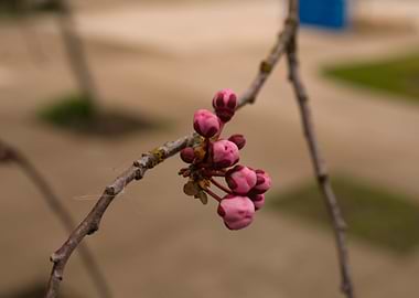 Flowering tree buds