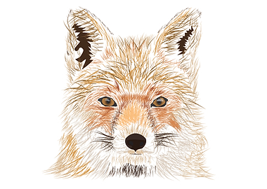 Fox line art