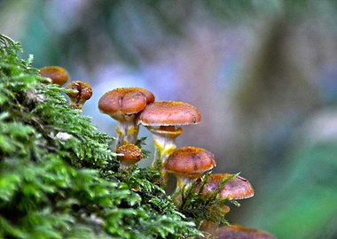 Macro Mushrooms