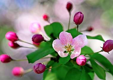 Paradize Apple Flower