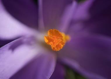 Open Crocus