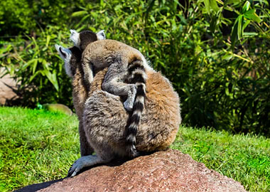 Lemur family