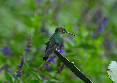 Hummingbird