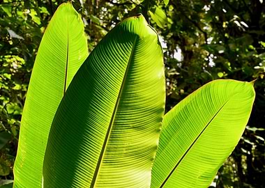Green Leaves in The Sun