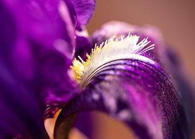 Purple Iris