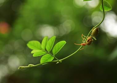 Green Ant