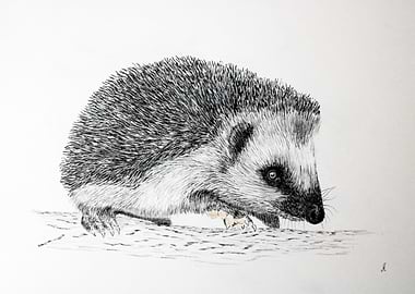 Hedgehog