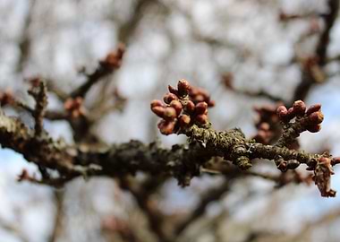Spring in Latvia Sacura