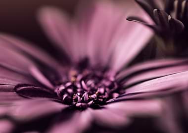 Purple Daisy