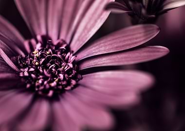 Purple Daisy