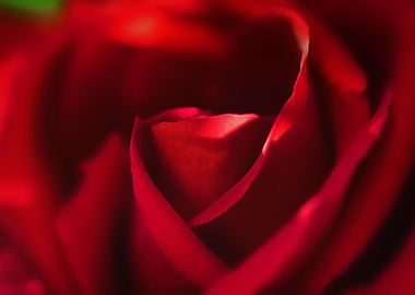 Red Rose