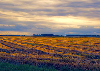 cultivated field in autumn