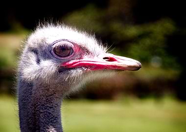 Ostrich Left