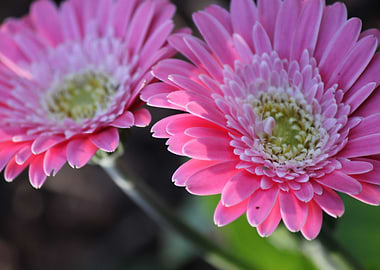 Gerbera Daisies in Color