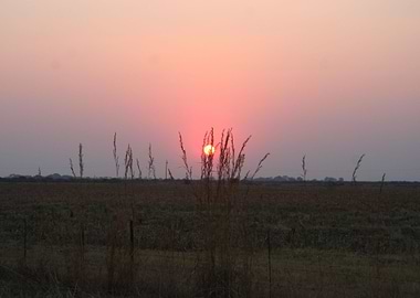 Sunset through grass