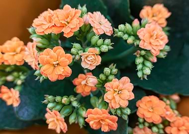 begonia flower in spring