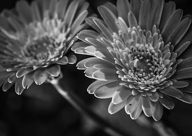 Gerbera Daisies