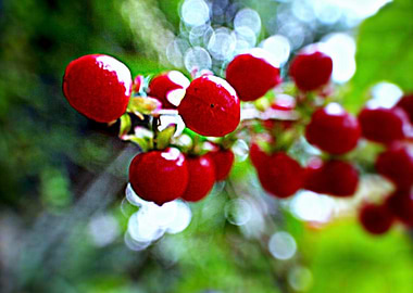 Wildberries