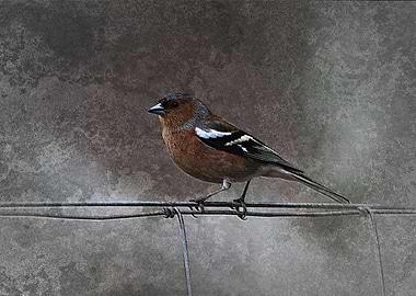 Cheeky Charlie Chaffinch