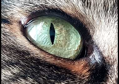 eye of the Kitty