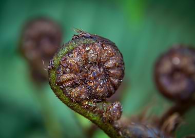 New Zealand Fern
