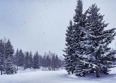 Winter Landscape