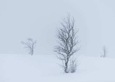Winter Landscape