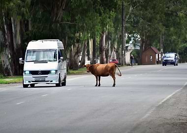 Cow on a Road