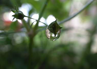 Droplet 106