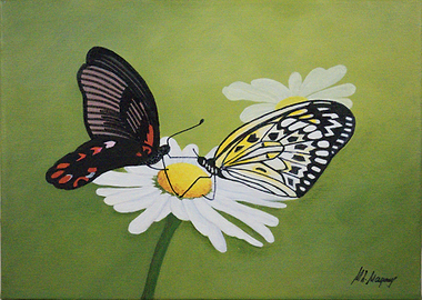 Butterflies on a Daisy