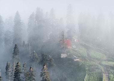 Foggy Valley